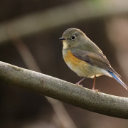 Red-flanked Bluetail