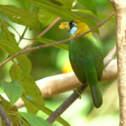 Red-headed Barbet