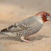 Red-headed Finch