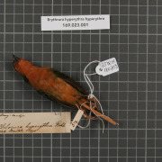 Red-headed Parrotfinch