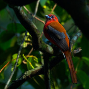Red-headed Trogon
