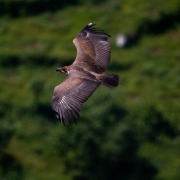 Red-headed Vulture