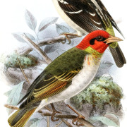 Red-headed Weaver