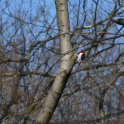 Red-headed Woodpecker