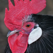 Red Junglefowl