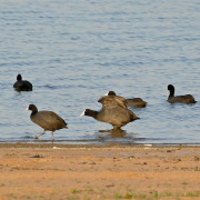Red-knobbed Coot
