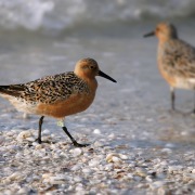 Red Knot