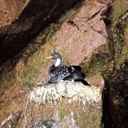 Red-legged Cormorant