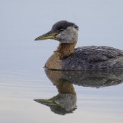 Red-necked Grebe