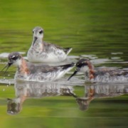 Red-necked Phalarope