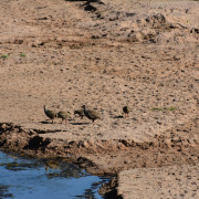 Red-necked spurfowl
