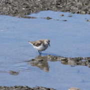 Red-necked Stint