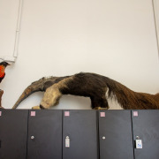 Red-ruffed Fruitcrow