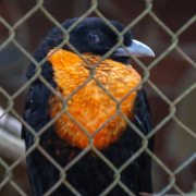 Red-ruffed Fruitcrow