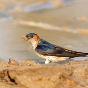 Red-rumped Swallow