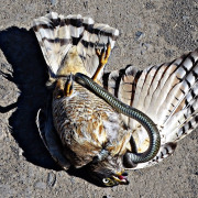 Red-tailed Hawk