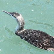 Red-throated Loon