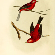 Red Warbler