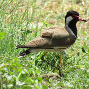 Red-wattled lapwing