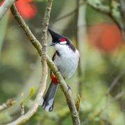 Red-whiskered Bulbul
