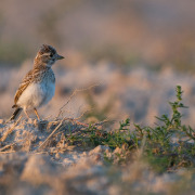 Red-winged Lark