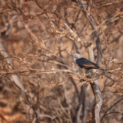 Red-winged Starling