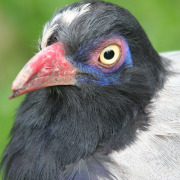 Renauld's ground cuckoo
