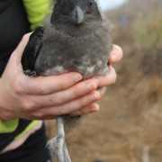 Rhinoceros Auklet