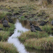 Ridgway's Rail
