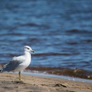 Ring-billed Gull