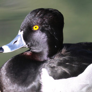 Ring-necked Duck