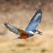 Ringed Kingfisher