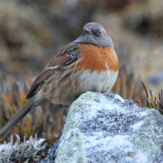 Robin Accentor