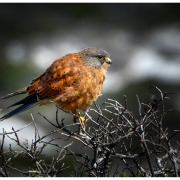 Rock Kestrel