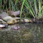 Rock Partridge