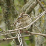 Rock Sparrow