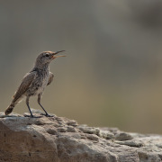 Rock Wren