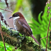 Roraima Tapaculo
