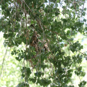 Rose-throated Becard