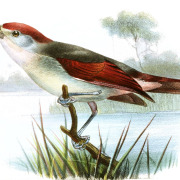 Rose-throated Tanager