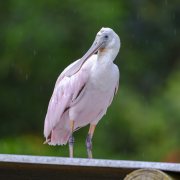 Roseate Spoonbill