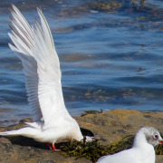 Roseate Tern
