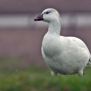 Ross's Goose