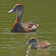 Rosy-billed Pochard