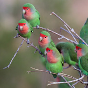 Rosy-faced Lovebird