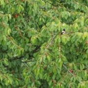 Rosy Starling