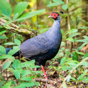 Rothschild's pheasant