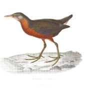Rouget's Rail