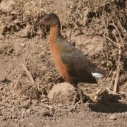 Rouget's Rail