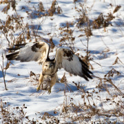 Rough-legged Hawk